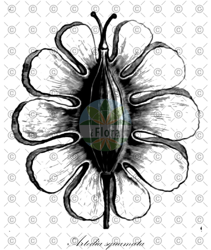 HistAbb_EMP_107138_1_SIMPLE | Historische Abbildung von Artedia squamata - Apiaceae | Historical Illustration of Artedia squamata - Apiaceae