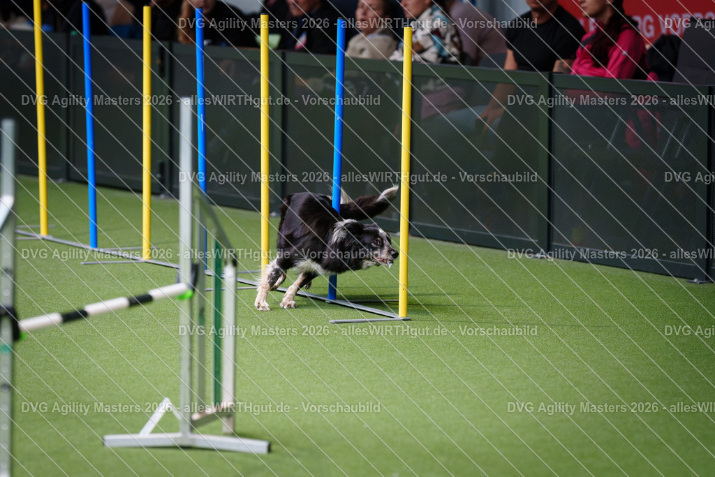 allesWIRTHgut_Tierfotografie-DVG_Agility_Masters_2026-10_36-7R504243 | Professionelle Tierfotografie in Mönchengladbach von Daniel Wirth (allesWIRTHgut). Liebevolle & natürliche Bilder von Hunden & Katzen für unvergessliche Erinnerungen.