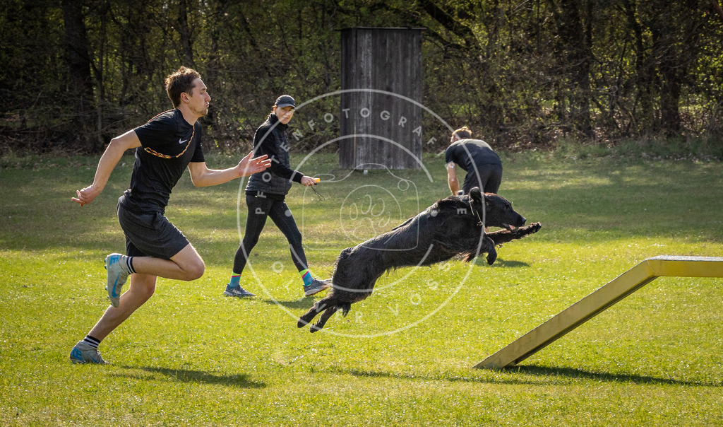 Pfotenfotografie_DV3A3127 | Hundefotografie, Tierfotograf, Pfotenfotografie, Fotoshooting Hund, Hunde Portrait, Hundesport, Hundeportraits, Heideshooting, Hunde, Sportfotograf, Hundefotograf, Turnierhundsport, THS,  - Realisiert mit Pictrs.com