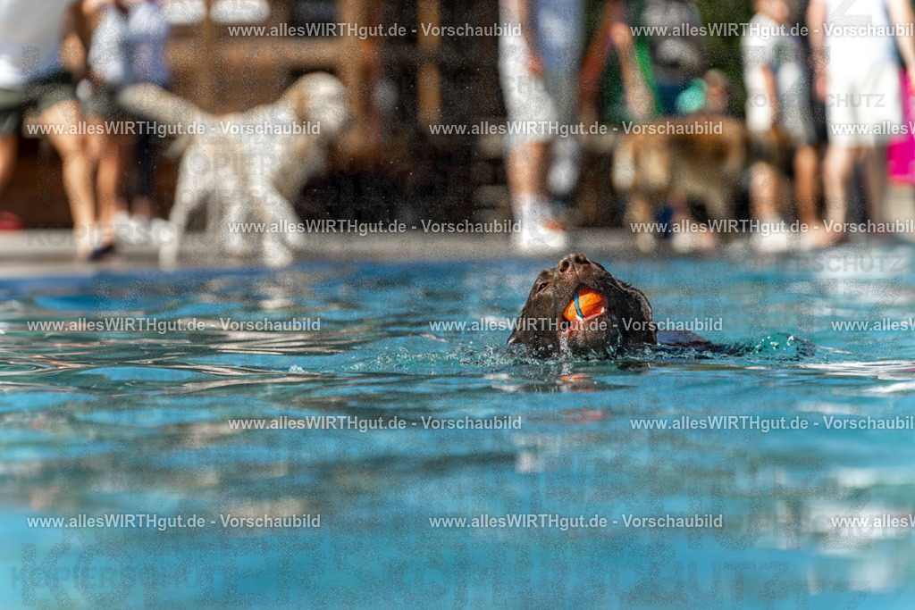 Hundeschwimmen_Volksbad_2026-allesWIRTHgut_Tierfotografie-2609061311-122103-7R500577 | Professionelle Tierfotografie in Mönchengladbach von Daniel Wirth (allesWIRTHgut). Liebevolle & natürliche Bilder von Hunden & Katzen für unvergessliche Erinnerungen.