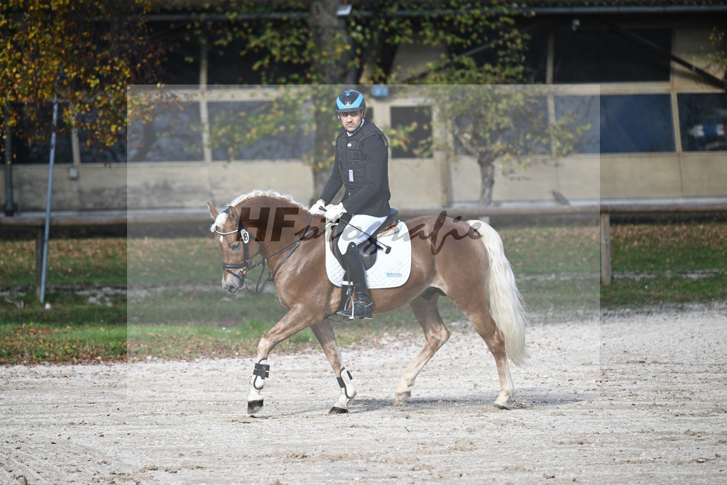 Kat-Nr. 8 Eiswind_Sendig Gestuet Meura_44240770 | hf-fotografie - Realisiert mit Pictrs.com