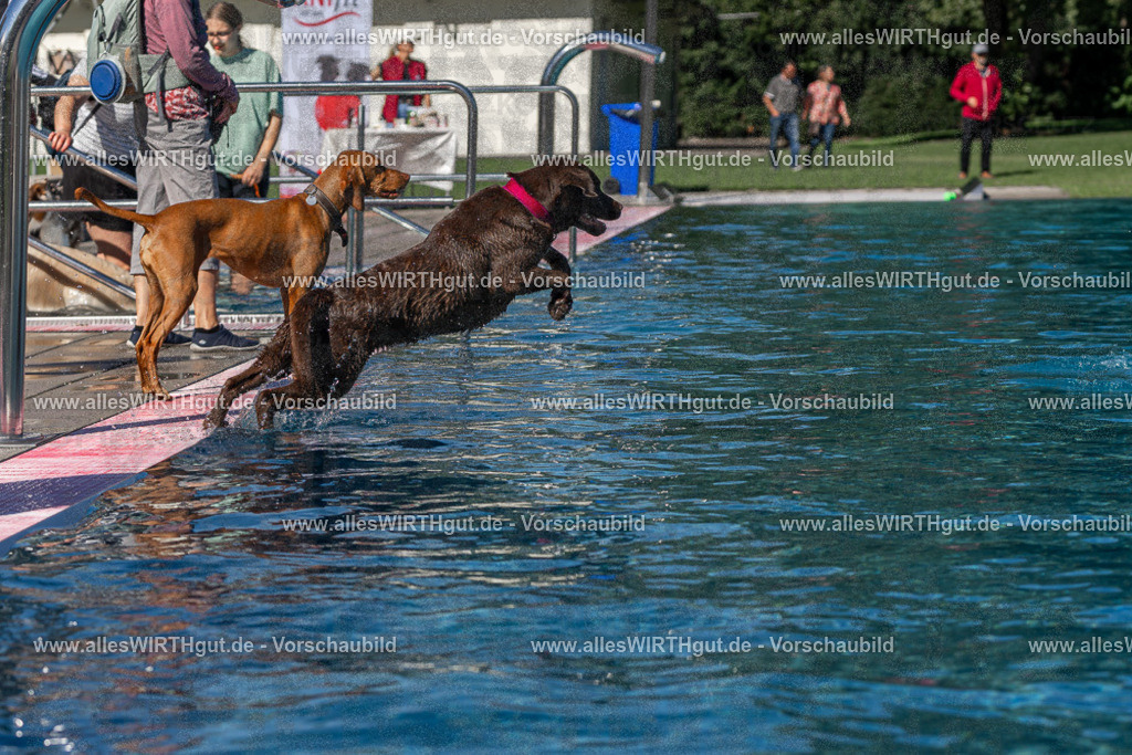 Hundeschwimmen_Volksbad_2026-allesWIRTHgut_Tierfotografie-2609061136-FAY06259 | Professionelle Tierfotografie in Mönchengladbach von Daniel Wirth (allesWIRTHgut). Liebevolle & natürliche Bilder von Hunden & Katzen für unvergessliche Erinnerungen.