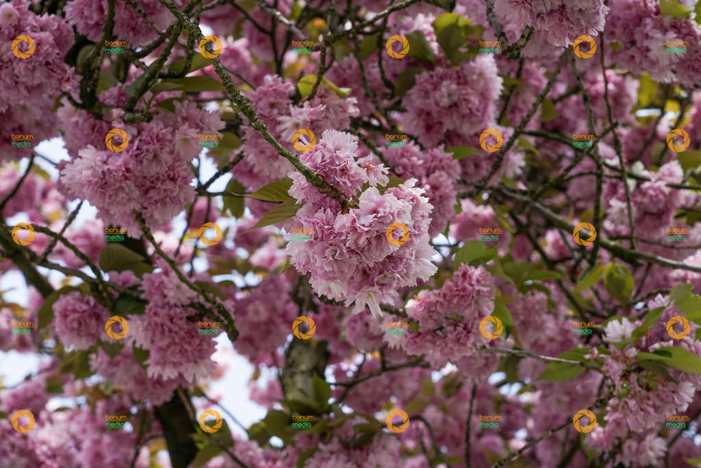 260417-1306_AB33-H-DB_02976 | Kirschblüte Grafenwald Stock - Realisiert mit Pictrs.com