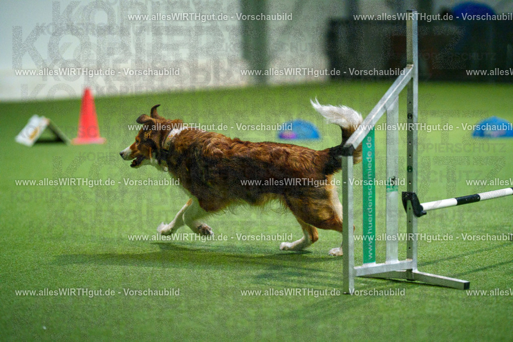 7R504091 | Professionelle Tierfotografie in Mönchengladbach von Daniel Wirth (allesWIRTHgut). Liebevolle & natürliche Bilder von Hunden & Katzen für unvergessliche Erinnerungen.