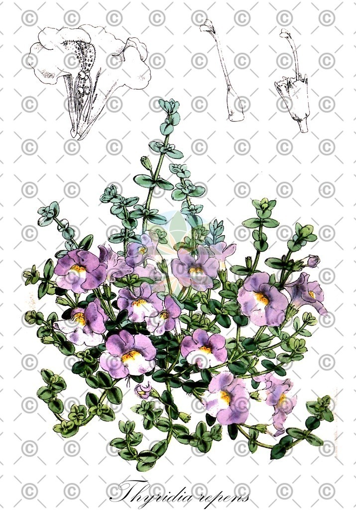 HistAbb_wfo-0000903698_1_ENZY_Simple | Historische Abbildung von Thyridia repens - Phrymaceae | Historical Illustration of Thyridia repens - Phrymaceae