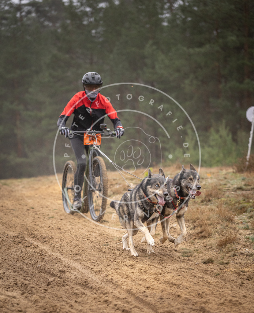 Pfotenfotografie_DV3A1186 | Hundefotografie, Tierfotograf, Pfotenfotografie, Fotoshooting Hund, Hunde Portrait, Hundesport, Hundeportraits, Heideshooting, Hunde, Sportfotograf, Hundefotograf, Turnierhundsport, THS,  - Realisiert mit Pictrs.com