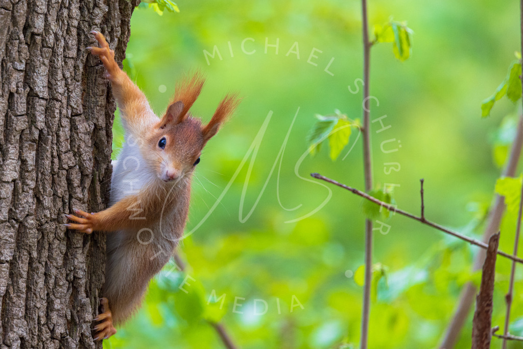 2021-05-12 Monrepos Tiere R5 u Tele-18 | Eichhörnchen - Realisiert mit Pictrs.com