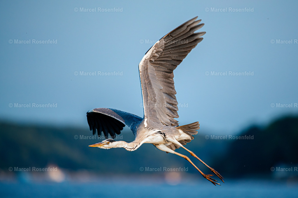 _DSC6101-Verbessert-RR | foto-rosenfeld