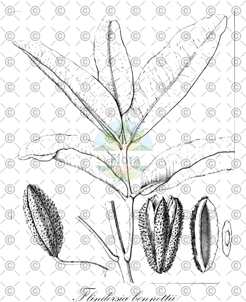 HistAbb_wfo-0000075035_1_ENZY_Simple | Historische Abbildung von Flindersia bennettii - Rutaceae | Historical Illustration of Flindersia bennettii - Rutaceae