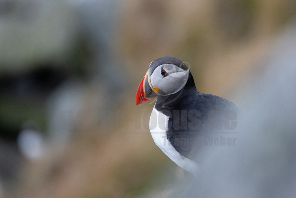 R5NF1948-20230719 | Der Papageitaucher – auch Papageientaucher oder Puffin genannt – ist eine Vogelart aus der Familie der Alkenvögel. Die Art brütet in Erdhöhlen an und auf Klippen oder an deren Fuß im Nordatlantik sowie im westlichen Nordpolarmeer. - Realisiert mit Pictrs.com