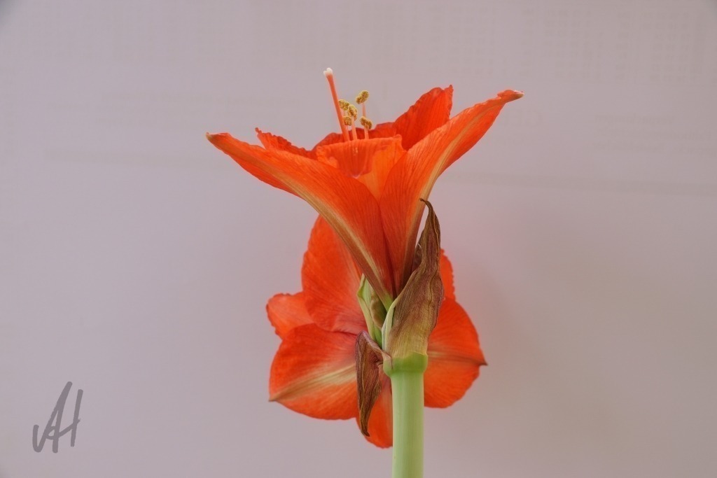 Blüte Amaryllis | Blüte Amaryllis - Realized with Pictrs.com