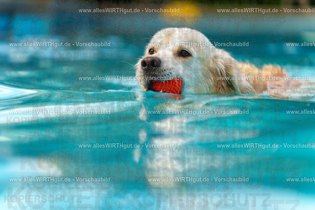 Hundeschwimmen_Grefrath_2026-allesWIRTHgut_Tierfotografie-09_36-7R502412 | Professionelle Tierfotografie in Mönchengladbach von Daniel Wirth (allesWIRTHgut). Liebevolle & natürliche Bilder von Hunden & Katzen für unvergessliche Erinnerungen.