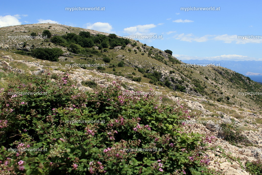 Stara Baska-005 | Das Bilderarchiv über Tiere, Planzen und Landschaften. In der Bilddatenbank finden Sie ein große Auswahl an hochwertigen Bilder für Ihre Werbung - Realisiert mit Pictrs.com