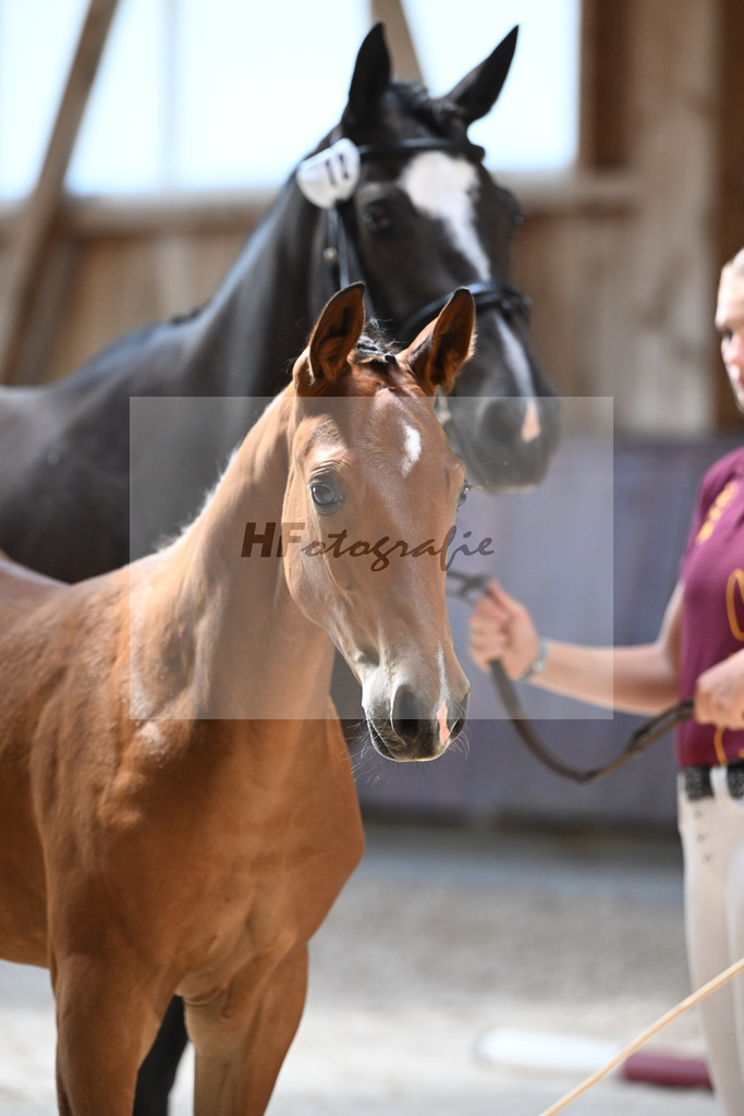 Kat-Nr. 12 HF Diablue PS x Origi d O_Stoeger_32240519 | hf-fotografie - Realizzato con Pictrs.com