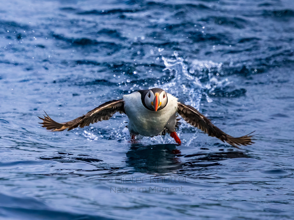 Startender Papageintaucher | Papageientaucher findet man auf der Insel Gavlfjordn, bei Bleik.
Es sind sehr schnelle, agile Flieger, die schnell die Richtungen wechseln.
Sie schlagen mit ihren Flügeln ca. 8 mal in der Sekunde und können bis zu 90 Meter tief tauchen! - Realisiert mit Pictrs.com