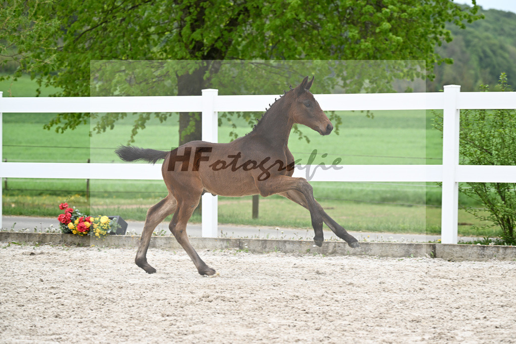 Kat-Nr. 28 HF Fair Deal x Dante Weltino_Locher_23261007 | hf-fotografie - Realisiert mit Pictrs.com