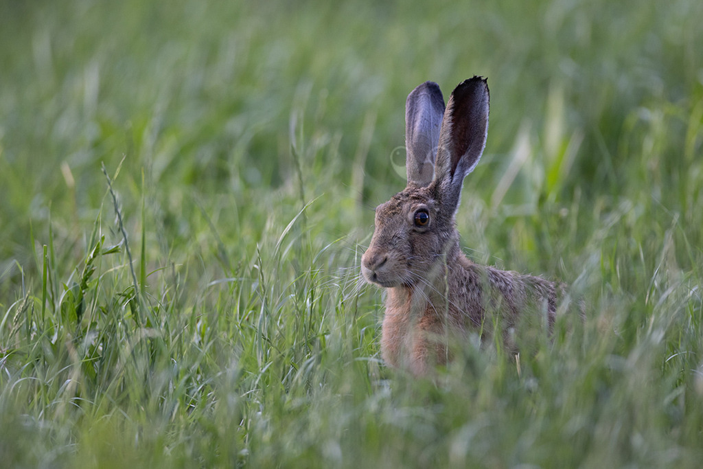 20220625193426-3 | Der Feldhase (Lepus europaeus), kurz auch Hase genannt, ist ein Säugetier aus der Familie der Hasen (Leporidae). Die Art besiedelt offene und halboffene Landschaften. Das natürliche Verbreitungsgebiet umfasst weite Teile der südwestlichen Paläarktis; durch zahlreiche Einbürgerungen kommt der Feldhase heute jedoch auf fast allen Kontinenten vor.  - Realisiert mit Pictrs.com