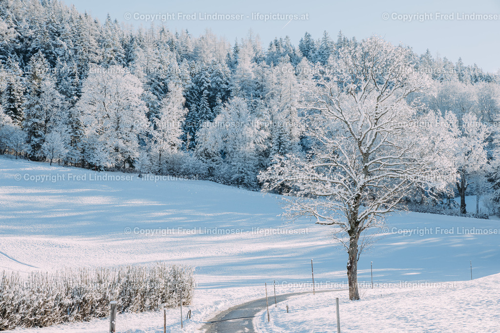 Winterlandschaft Mariazellerland 11122020-0134 | Fotos und Fotoprodukte - Realisiert mit Pictrs.com
