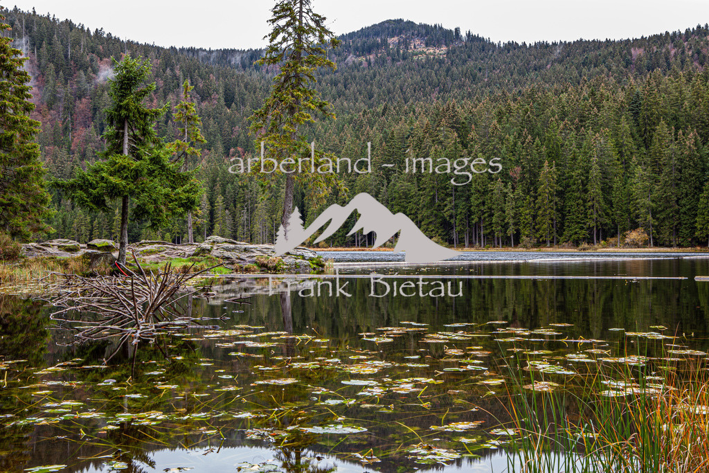 _MG_4831 | Ruhe strahlt der Arbersee am Fuß des Grossen Arber im Bayerischen Wald aus