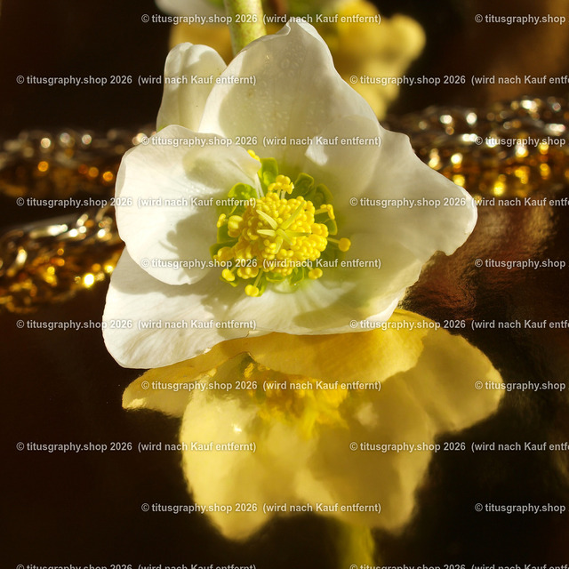 P2244322_edited | Fotokunstarbeit aus der INSTAGRAM-Gallerie auf titusgraphy.eu - Realisiert mit Pictrs.com