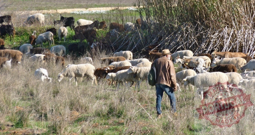 Shepherd guiding flock of sheep and goats grazing | Shepherd managing a mixed herd of sheep and goats pasturing in a rural field - Realized with Pictrs.com