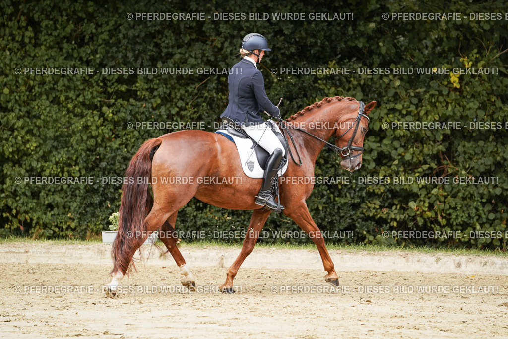 DSC09335 | Pferdegrafie