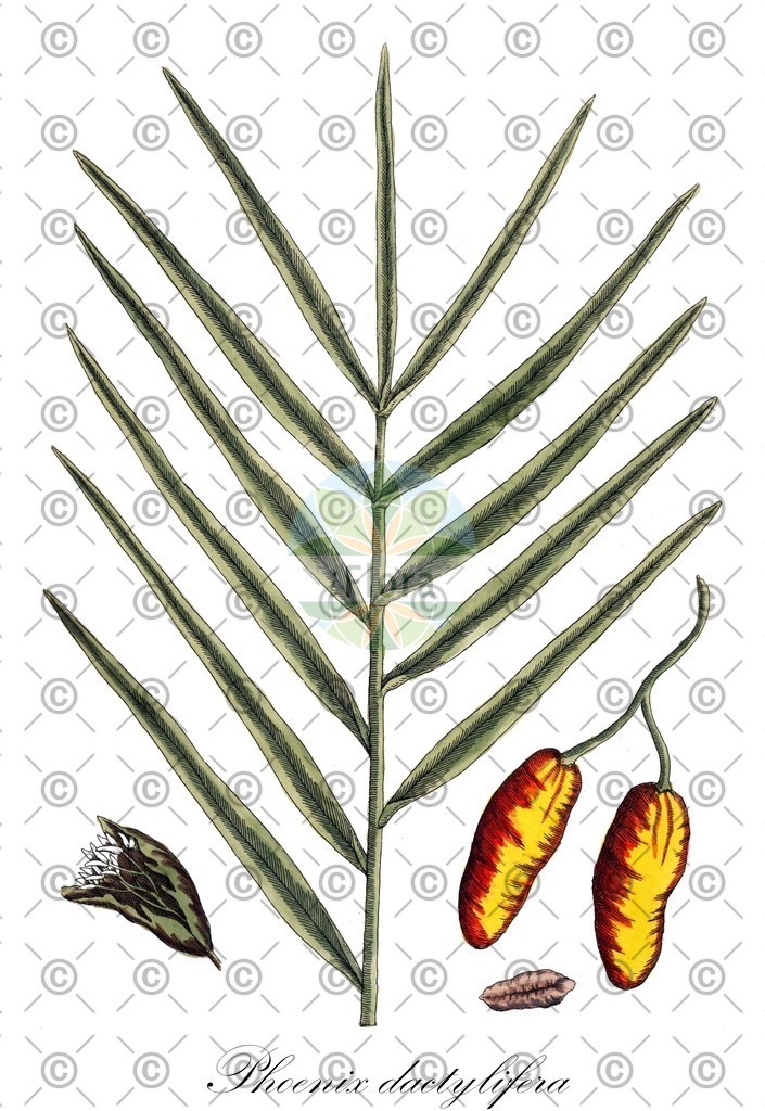 HistAbb_wfo-0000269752_3_ENZY_Simple | Historische Abbildung von Phoenix dactylifera - Arecaceae | Historical Illustration of Phoenix dactylifera - Arecaceae