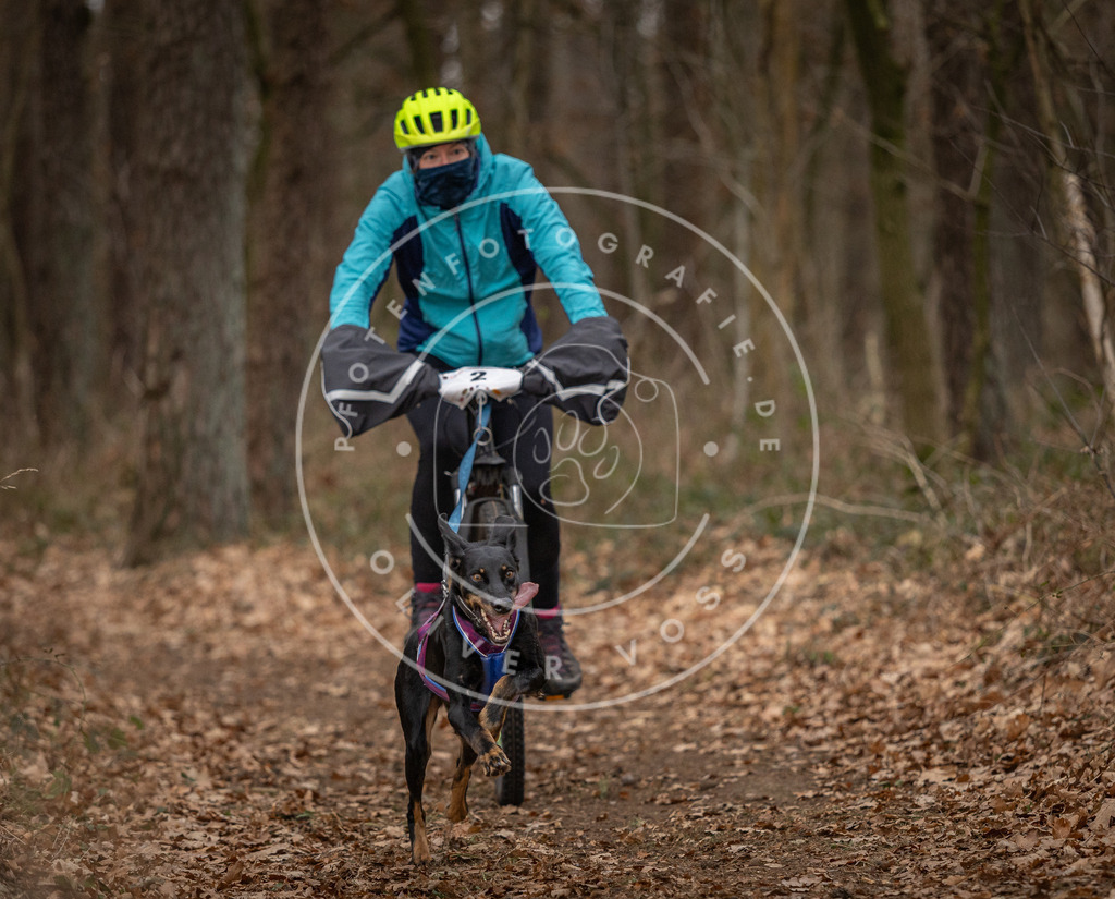 Pfotenfotografie_DV3A7111 | Hundefotografie, Tierfotograf, Pfotenfotografie, Fotoshooting Hund, Hunde Portrait, Hundesport, Hundeportraits, Heideshooting, Hunde, Sportfotograf, Hundefotograf, Turnierhundsport, THS,  - Realisiert mit Pictrs.com