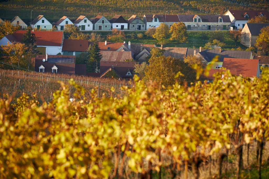 Blick auf die Kellergasse | Falkenstein, Austria - October 24, 2015: Blick auf die Kellergasse, im Vordergrund ein herbstlicher Weinberg. - Realisiert mit Pictrs.com