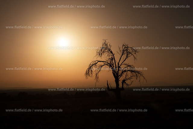 Einsamer Baum im Gegenlicht | Baum im Sonnenuntergang in der Provence