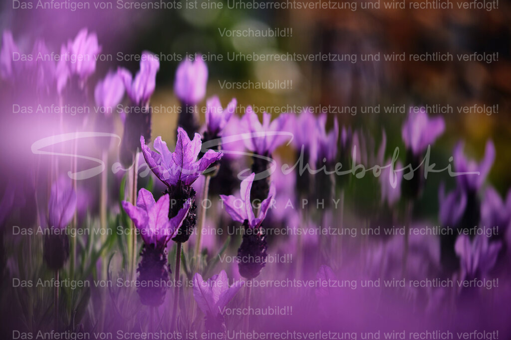 Wandbild Lavendel | People- und Tierfotografie, Imageaufnahmen, Veranstaltungsfotografie und Wandbilder aus der Natur ★ Made in Germany ✔️ Druck + Downloads ✔️ Naturfotografie in Top Qualität ★ schneller Versand, weltweite Lieferung! - Realisiert mit Pictrs.com