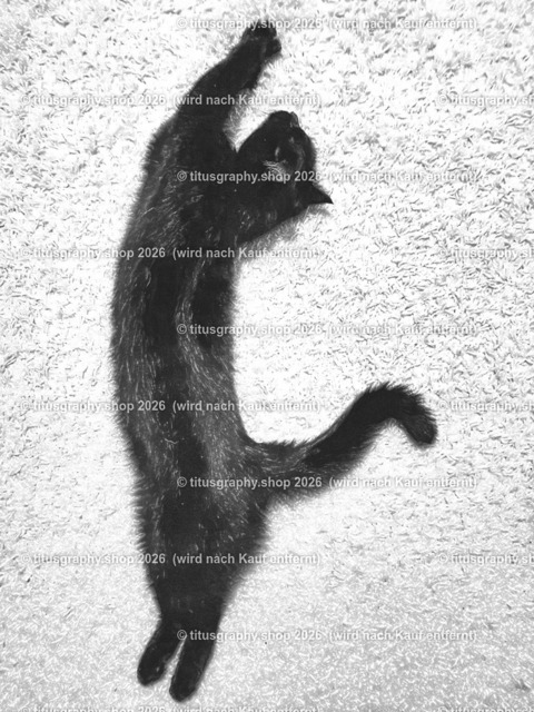 Garfield 103 | titusgraphy.eu präsentiert anspruchsvolle Katzenfotos in verschiedenen Variationen.  - Realisiert mit Pictrs.com
