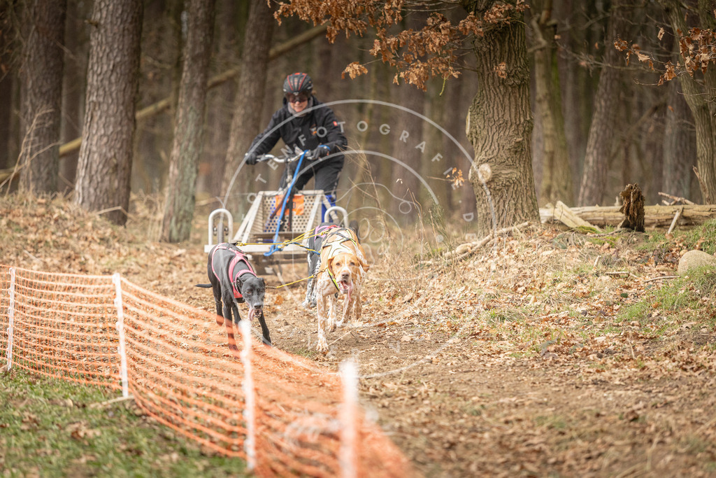 Pfotenfotografie_DV3A4793 | Hundefotografie, Tierfotograf, Pfotenfotografie, Fotoshooting Hund, Hunde Portrait, Hundesport, Hundeportraits, Heideshooting, Hunde, Sportfotograf, Hundefotograf, Turnierhundsport, THS,  - Realisiert mit Pictrs.com