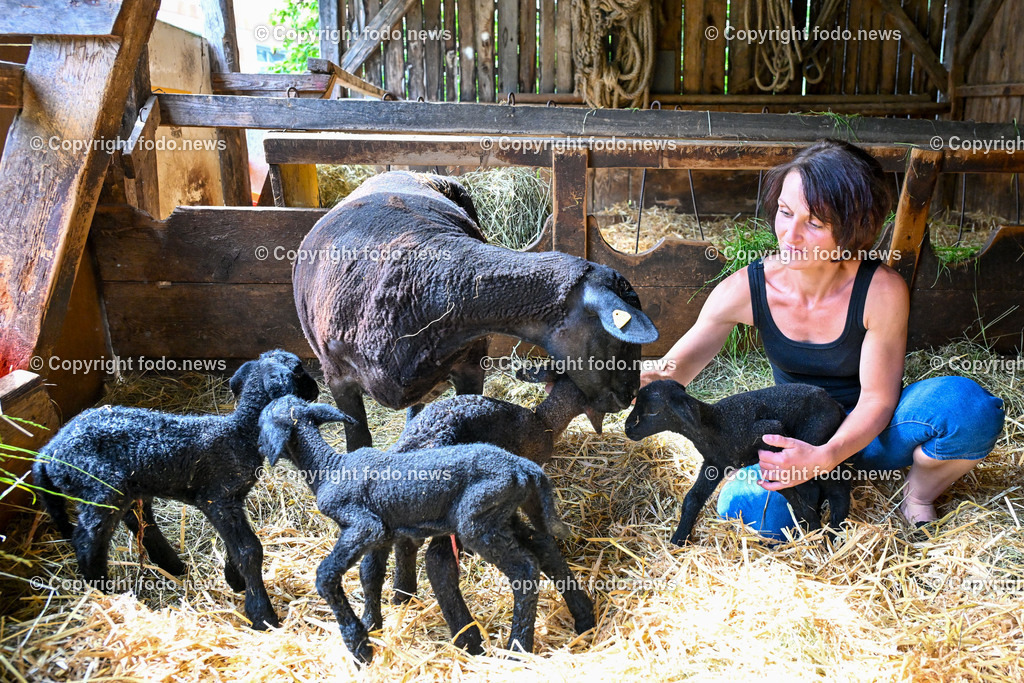 Eberstalzell_ Schaf Vierlinge_ 14.06.2024-2 | 14.06.2024, Eberstalzell, AUT, Schafe, Laemmer, Vierlinge, im Bild Denise Fischereder (36) und die Schafe