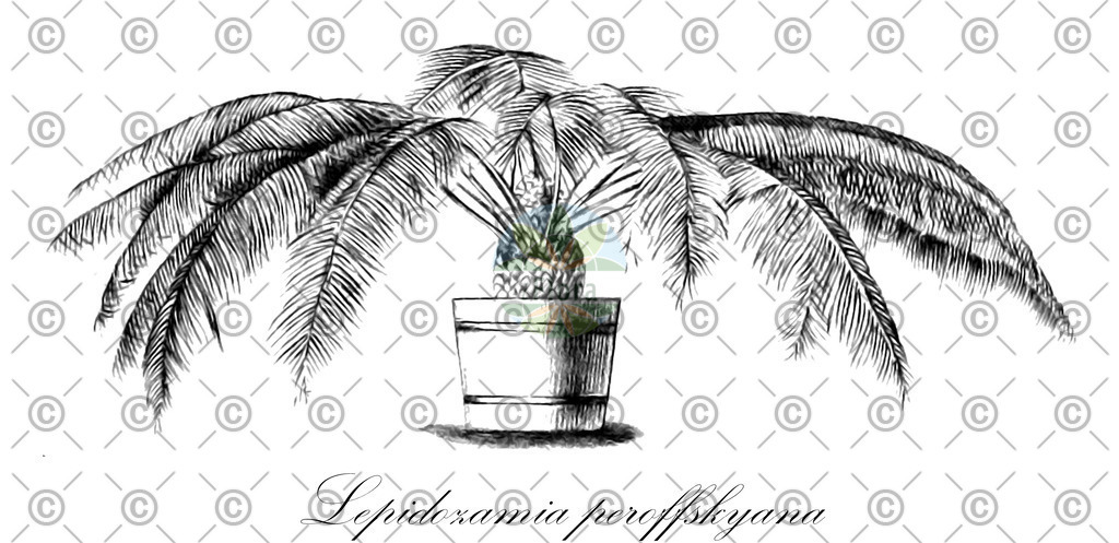 HistAbb_wfo-0000445262_2_ENZY_Simple | Historische Abbildung von Lepidozamia peroffskyana - Zamiaceae | Historical Illustration of Lepidozamia peroffskyana - Zamiaceae