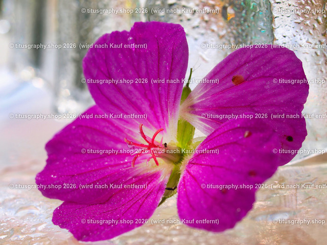 titusgraphy_P6277587-vz-ln | titusgraphy-shop: Geschenkideen mit Qualitätsfotos. titusgraphy-shop: gift ideas with quality photos. titusgraphy-shop: idées cadeaux avec photos de qualité.  - Realisiert mit Pictrs.com