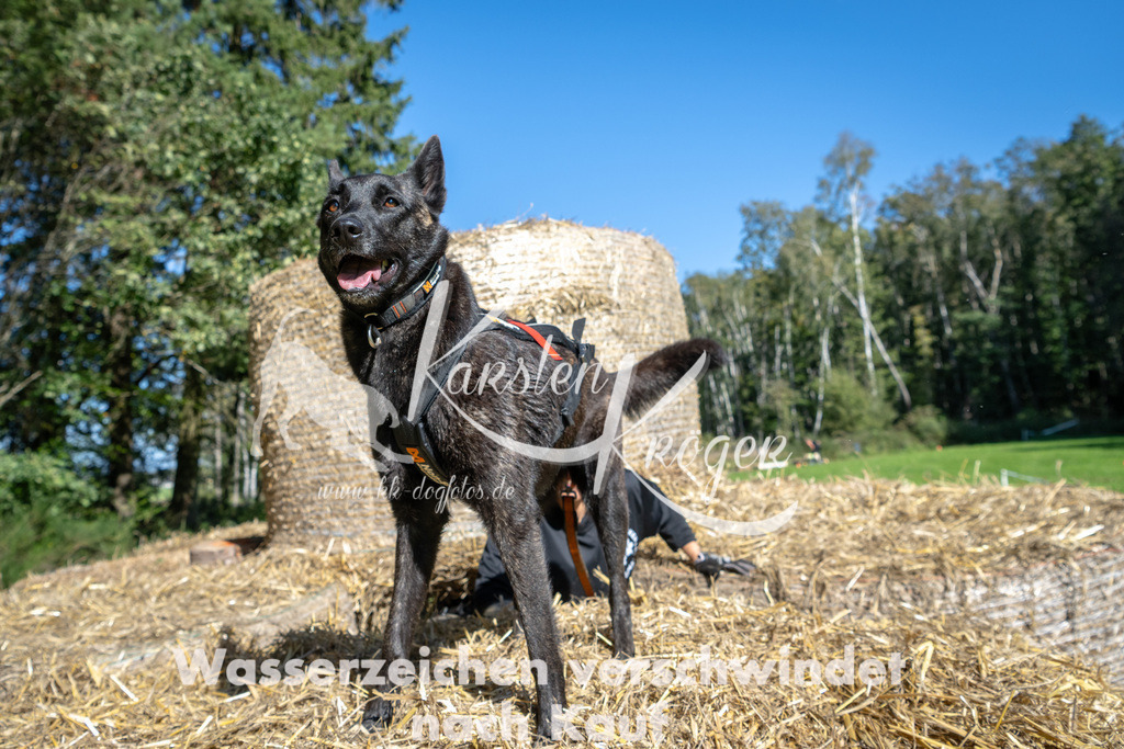 1237_ZZ91821-2 | kk-dogfotos