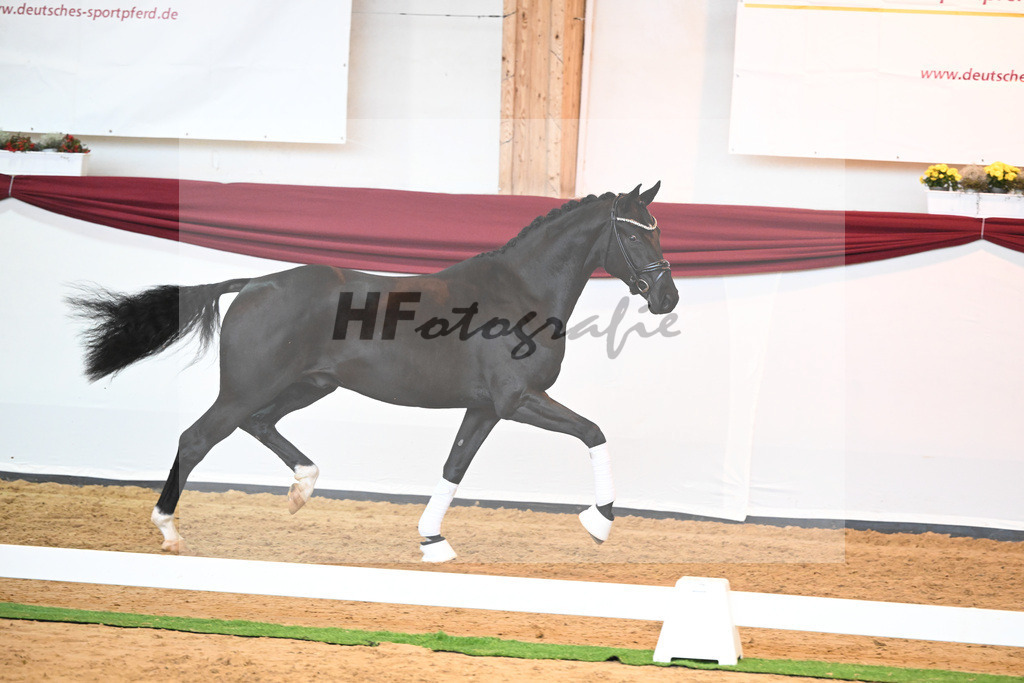 Kat-Nr. 51 v. Toto jr._Winklmaier_66220912 | hf-fotografie - Realisiert mit Pictrs.com
