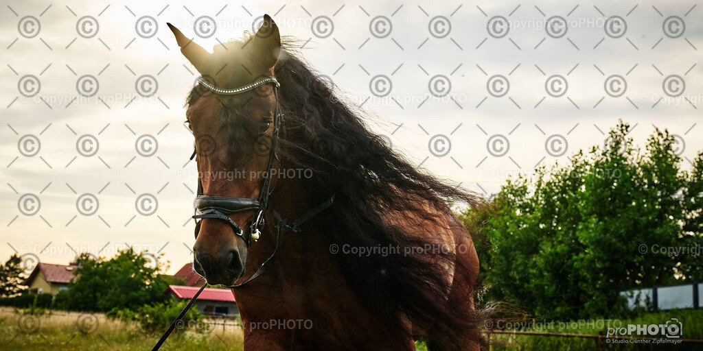 060_202406_Niki-Herodes_NZ9_9749 | proPHOTO - Realisiert mit Pictrs.com