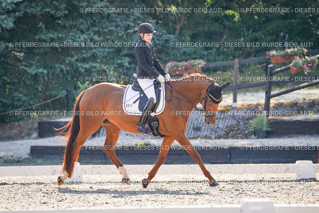 DSC09117 | Pferdegrafie