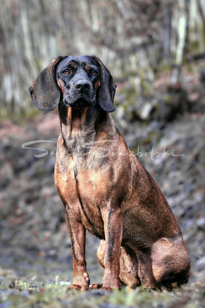 Zensi_22-02-0522-02-05DSCF8153_NEU | People- und Tierfotografie, Imageaufnahmen, Veranstaltungsfotografie und Wandbilder aus der Natur ★ Made in Germany ✔️ Druck + Downloads ✔️ Naturfotografie in Top Qualität ★ schneller Versand, weltweite Lieferung! - Realisiert mit Pictrs.com