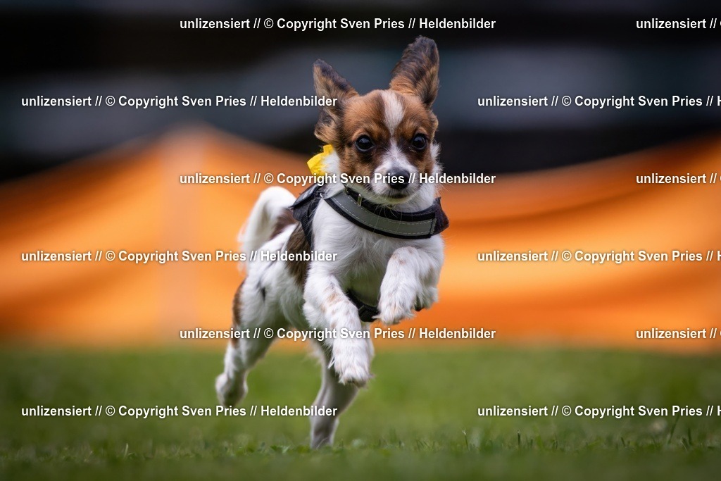 Sven Pries | 19. Allgemeines Hunderennen Karlsruhe Durlach - Realisiert mit Pictrs.com