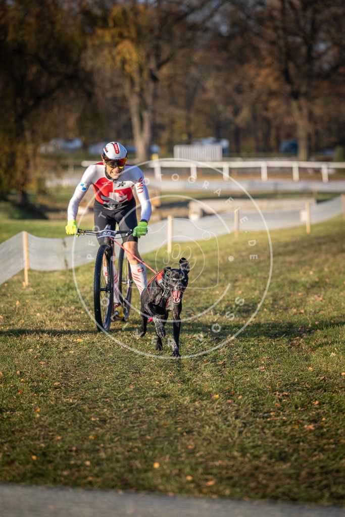 CaniXpix_DV3A0724 | Hundefotografie, Tierfotograf, Pfotenfotografie, Fotoshooting Hund, Hunde Portrait, Hundesport, Hundeportraits, Heideshooting, Hunde, Sportfotograf, Hundefotograf, Turnierhundsport, THS,  - Realisiert mit Pictrs.com