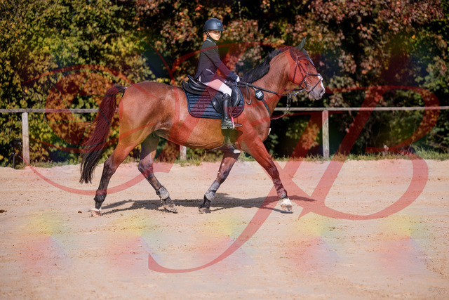 2026_10_03_Siefer-Hof_143736_Z81_06752752 | Professionelle Reitsport-, Turnier- und Eventfotografie von Robert Broda. Galerien mit ausgewählten und bearbeiteten Bildern direkt online ansehen und bestellen.