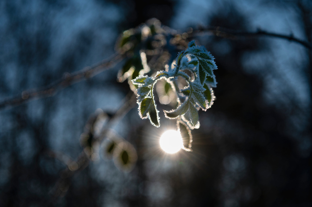 2022_12_17_HETLINGER-SCHANZE_MCP6225 | Hochwertig gedruckte Fotografien für die Wand, als Kalender und zum Verschenken. Hamburg & Norddeutschland und überall wo ich mit der Kamera unterwegs war.