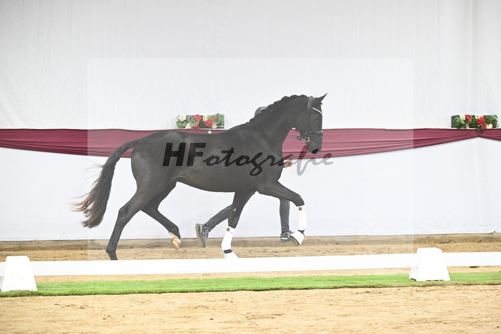 Kat-Nr. 110 Fanegro x Bon Coeur_ZG Schulze-Averdiek_47253479 | hf-fotografie - Realisiert mit Pictrs.com