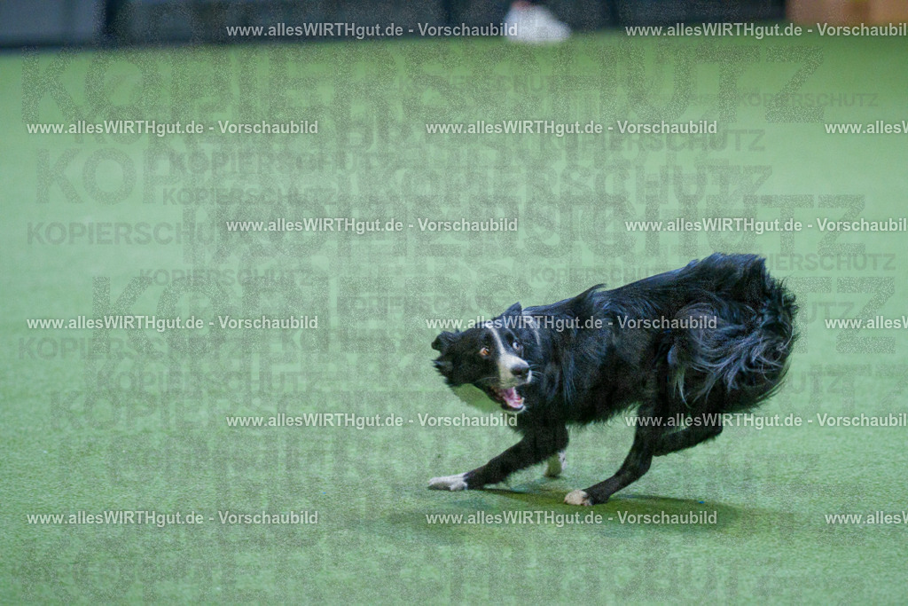 @allesWIRTHgut_Tierfotografie - www.allesWIRTHgut.de - 2604260809-7R506715 | Professionelle Tierfotografie in Mönchengladbach von Daniel Wirth (allesWIRTHgut). Liebevolle & natürliche Bilder von Hunden & Katzen für unvergessliche Erinnerungen.