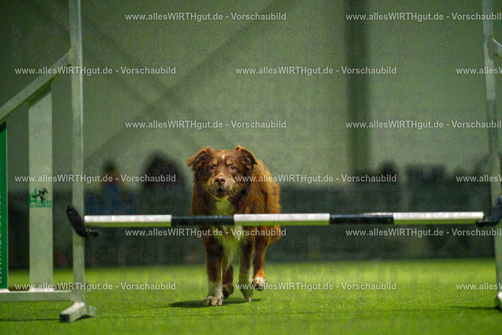 7R509111 | Professionelle Tierfotografie in Mönchengladbach von Daniel Wirth (allesWIRTHgut). Liebevolle & natürliche Bilder von Hunden & Katzen für unvergessliche Erinnerungen.