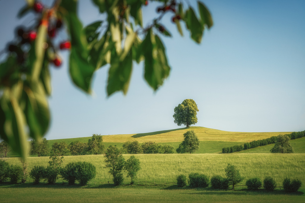Lindenbaum 1 | Menzingen - Realisiert mit Pictrs.com