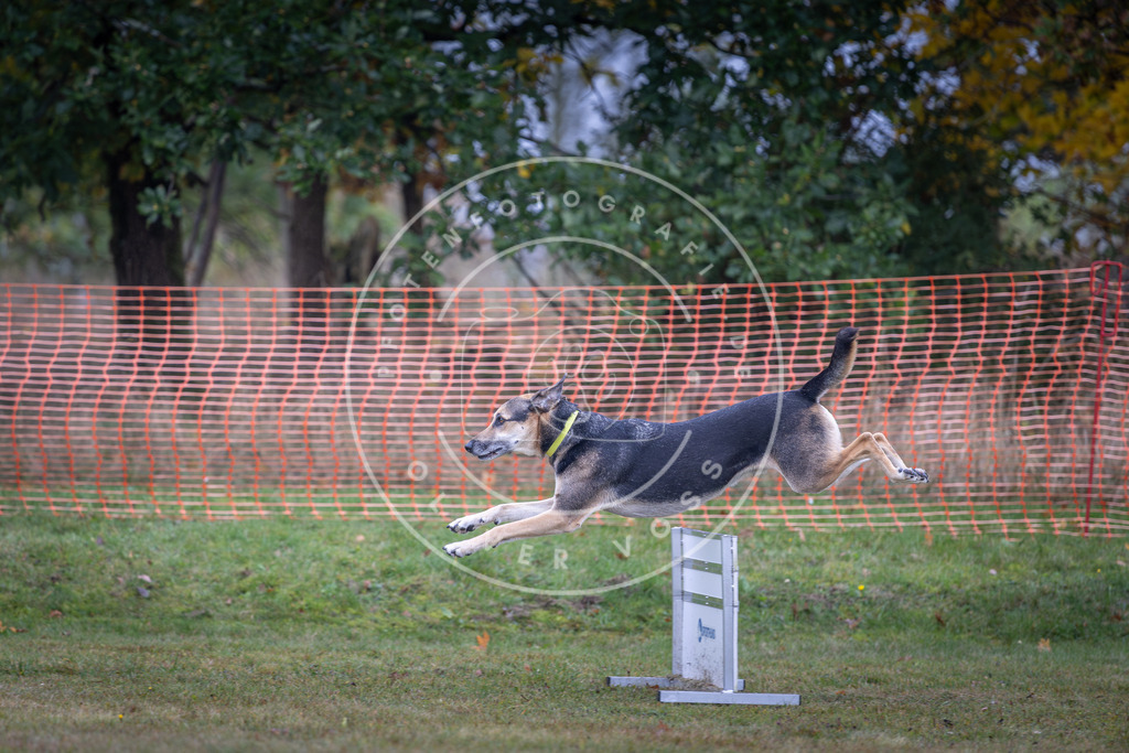 Pfotenfotografie_DV3A0591 | Hundefotografie, Tierfotograf, Pfotenfotografie, Fotoshooting Hund, Hunde Portrait, Hundesport, Hundeportraits, Heideshooting, Hunde, Sportfotograf, Hundefotograf, Turnierhundsport, THS,  - Realisiert mit Pictrs.com